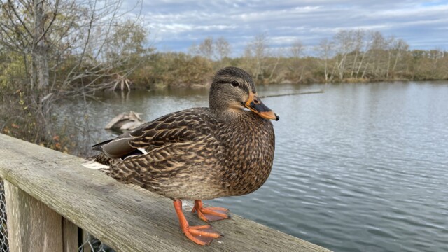 A Mallard posing on a railing. Shot with an iPhone 12.