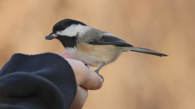 A Black-capped Chickadee acquiring payload from a sanctuary visitor