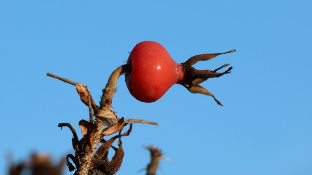 A rose hip. I don't know where the rest of it is. Thank you, I'll be here all night.