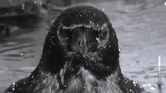 Black and white, extremely tightly cropped close-up of the bathing crow.
