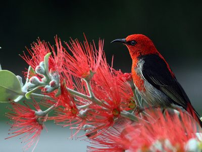 Fusce fringilla, libero at dignissim iaculis