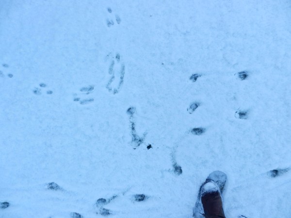 rabbit & deer encounter