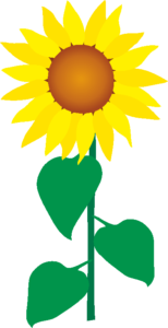 夏を代表する花、ひまわり