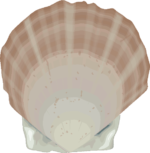 ホタテガイ ホタテガイ(帆立貝)のイラスト