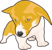 コーギー子犬 可愛いコーギーの子犬