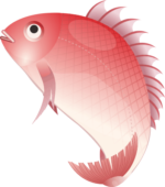 鯛 正月のめでたい縁起物である鯛のイラスト