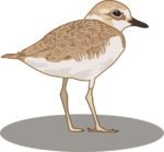 シロチドリ 干潟の砂の上の可愛いシロチドリのイラスト