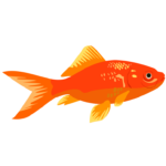 金魚 金魚のイラスト