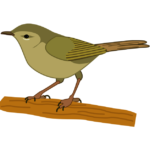 ウグイス 小枝に止まってさえずる春のウグイスのイラスト