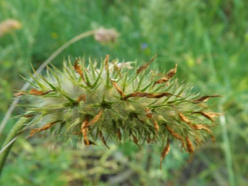 Photos Lozère Pourcarès Ste Enimie