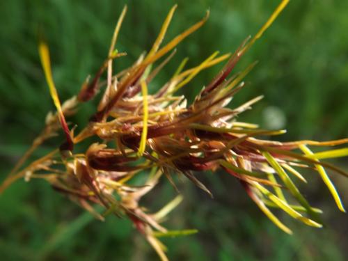 Photos Lozère Pourcarès Ste Enimie