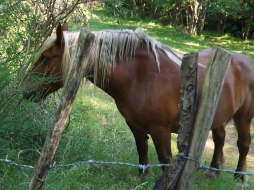 Photos Lozère Pourcarès Ste Enimie