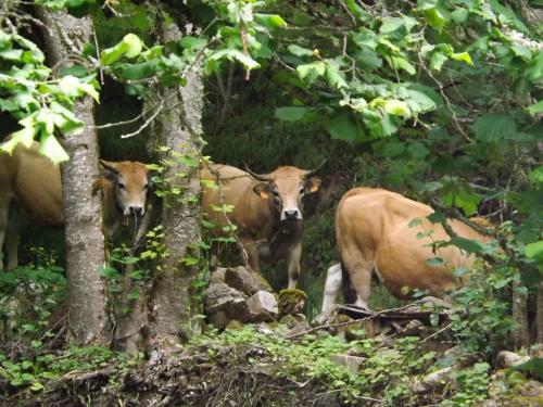 Photos Lozère Pourcarès Ste Enimie