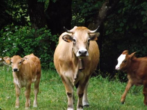 Photos Lozère Pourcarès Ste Enimie