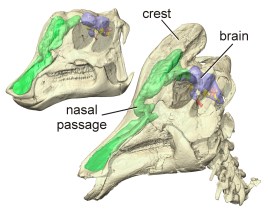 Corythosaurus_from_Witmer&Ridgely_labeled
