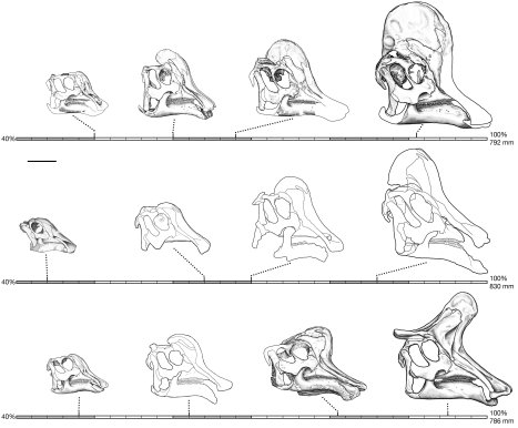 Lambeosaurine growth series