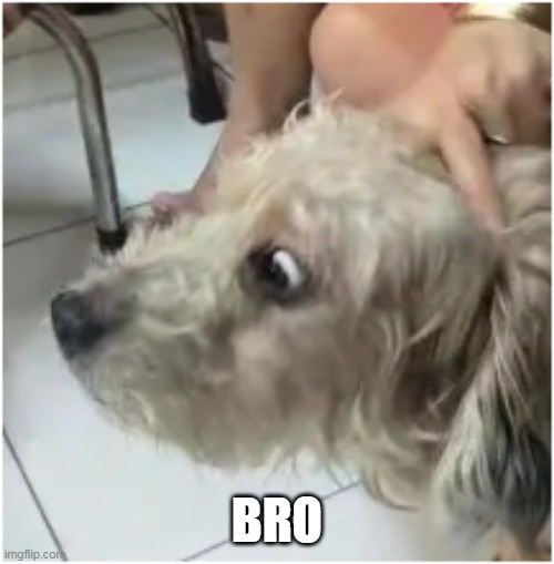 Pic of my dog being petted by aunt but I made it a meme