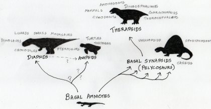 A very crude evolutionary tree. The word clouds around the ends of each of the branches represent different terms and animals associated with the taxonomic grouping.