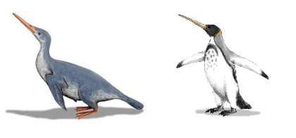 Left: Waimanu manneringi, Right: Icadyptes salasi, Artwork by Nobu Tamura