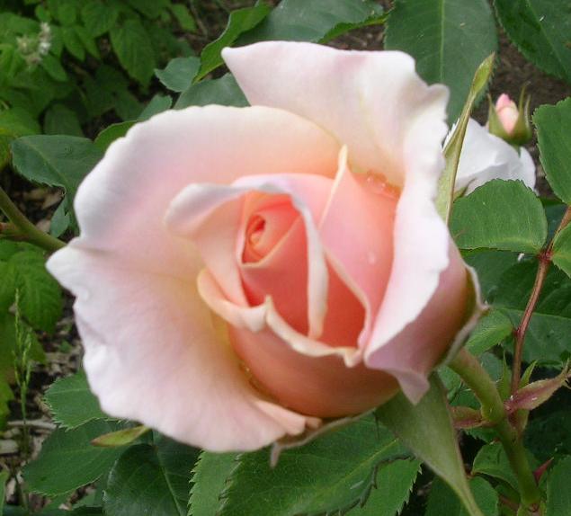 Rose Pretty Lady Pretty Lady