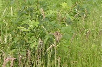 Sparrow on rose bush Sparrow on rose bush