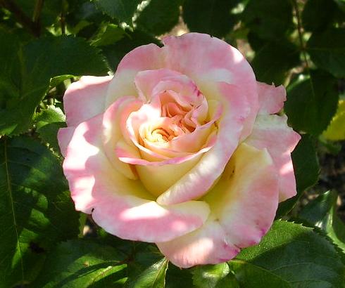 Valentine Heart rose Valentine Heart