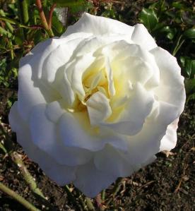 Rose 'Valentine Heart' Rose 'Valentine Heart'