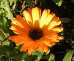 Orange pot marigold