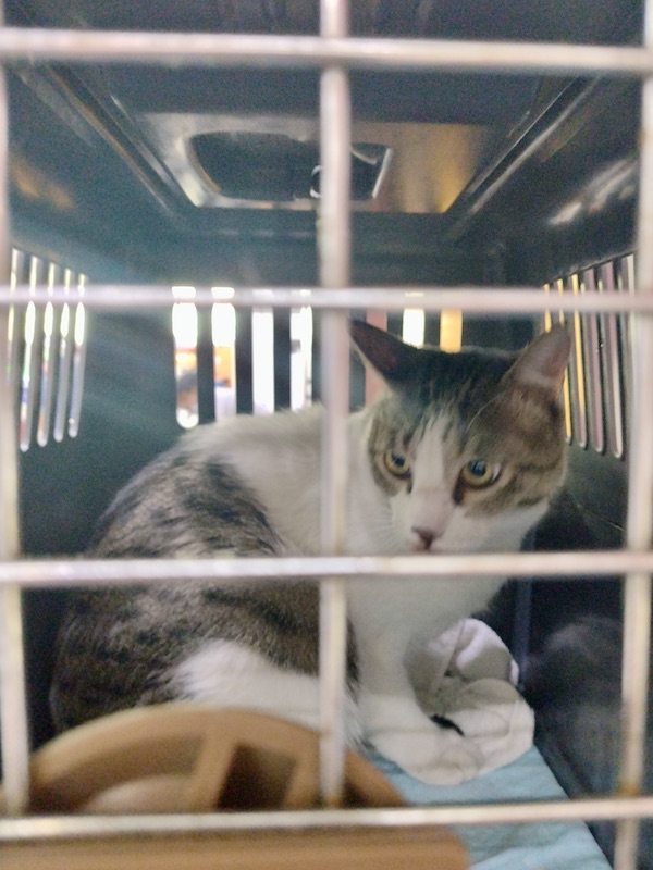 DEL 0427 3 安心できた飼い猫の移動