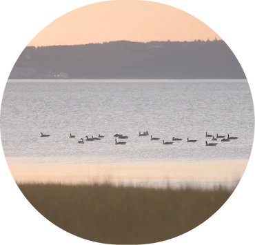 Groupe d’oiseaux flottant sur un plan d’eau calme au coucher du soleil, avec collines en arrière-plan.