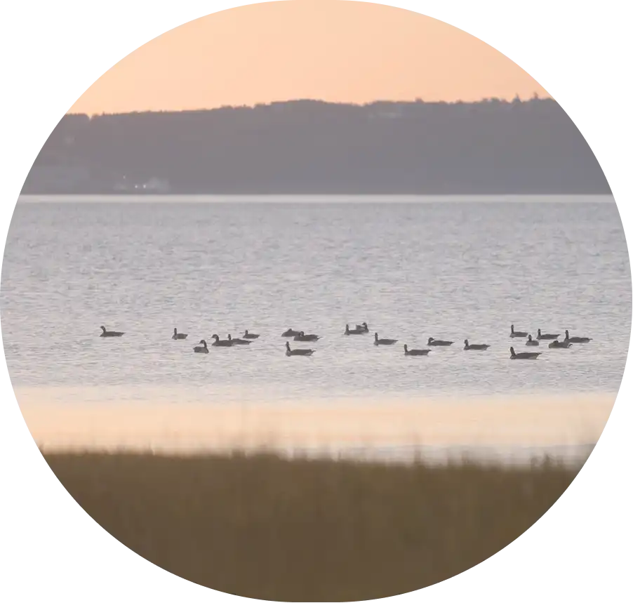 Groupe d’oiseaux flottant sur un plan d’eau calme au coucher du soleil, avec collines en arrière-plan.