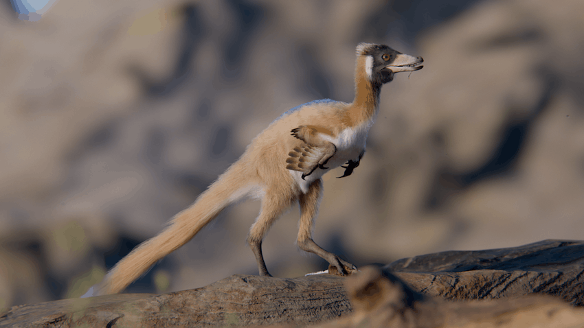 An artist's rendering of a small dinosaur with a long tail and short winged arms and a light brown, feathery body standing on a rocky surface. The dinosaur's face is sleek with a pointed beak and dark markings around the eye area.