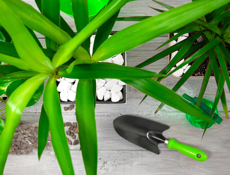 Growing Yucca Plants