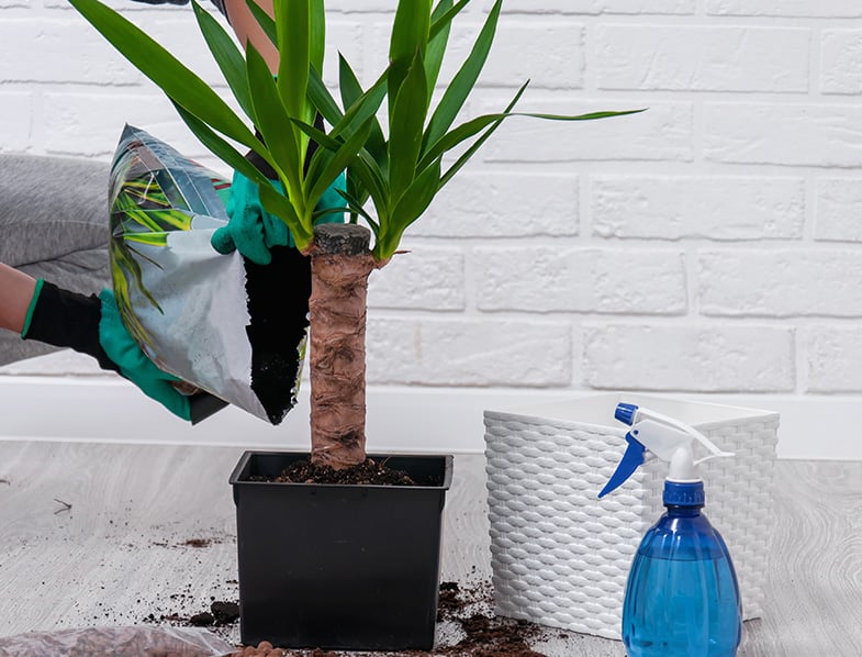 Re-potting a Yucca plant