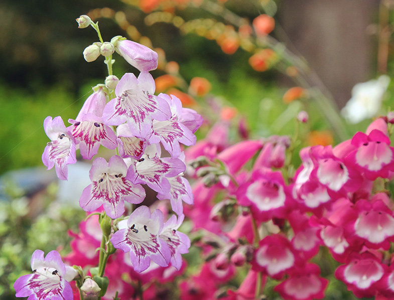Penstemon