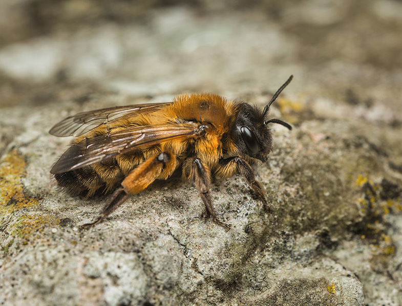 Mining Bee