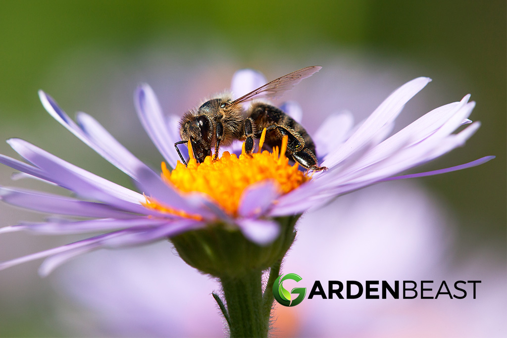 How to Attract Native Bees to Your Garden? Here’s All You Need To Know Attract Bees