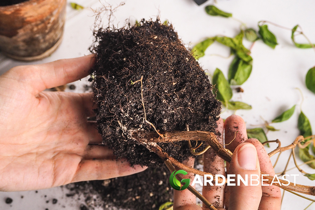 Root Rot: How to Identify, Prevent & Treat “Phytophthora” & Other Infestations Root Rot