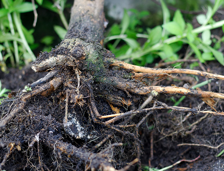 Root Rot
