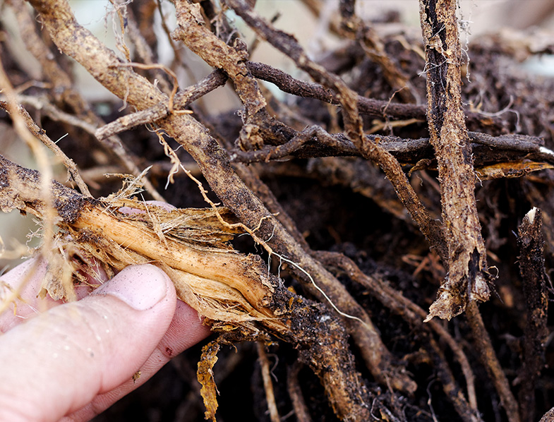 Root Rot