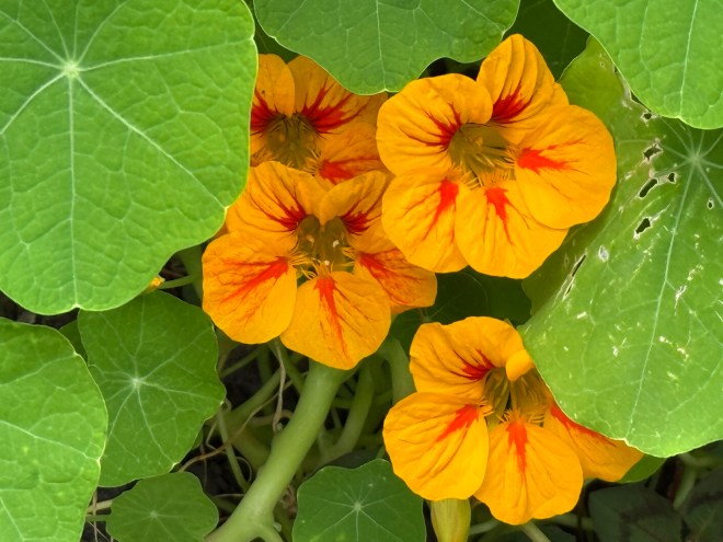 Close-up of vibrant orange nasturtium flowers surrounded by green leaves.