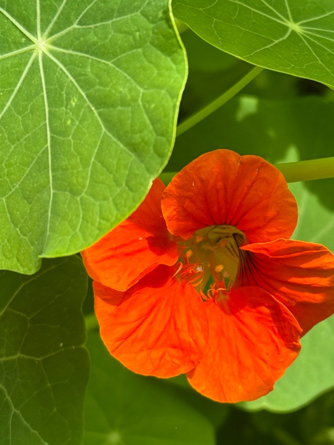 Close-up of an orange nasturtium flower nestled among green leaves, showcasing its vibrant color and delicate petals.