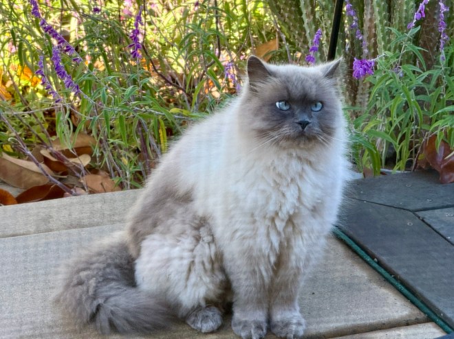 A fluffy cat with blue eyes sitting on a wooden surface, surrounded by green plants and purple flowers.