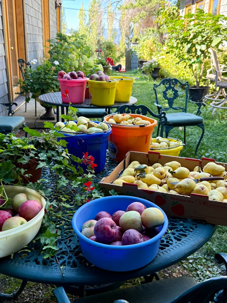 Orchard Apples with Fig Trees