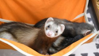 ハンモックで寝るフェレット