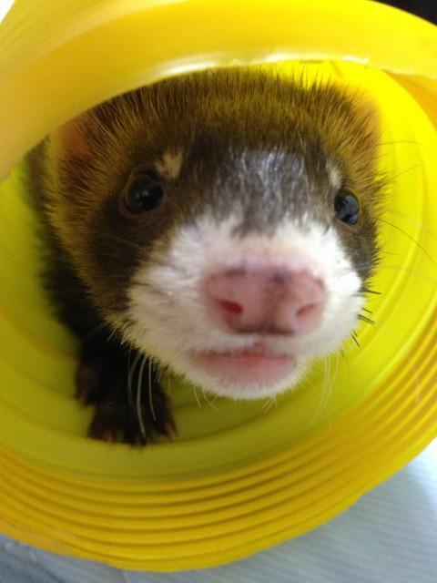 ジャバラトンネルで遊ぶフェレット