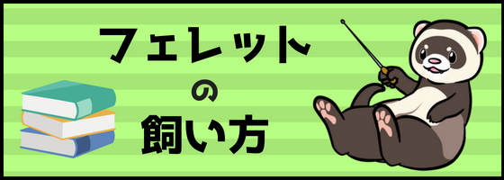 フェレットの飼い方