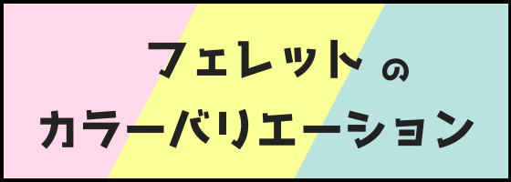 フェレットのカラー