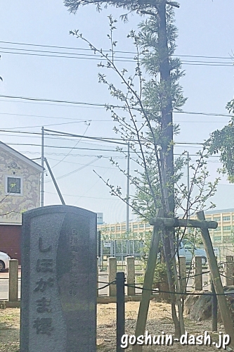 大井神社(名古屋市北区)しほがま櫻