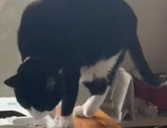 納豆を見た、猫が取った行動に「声を出して笑った」